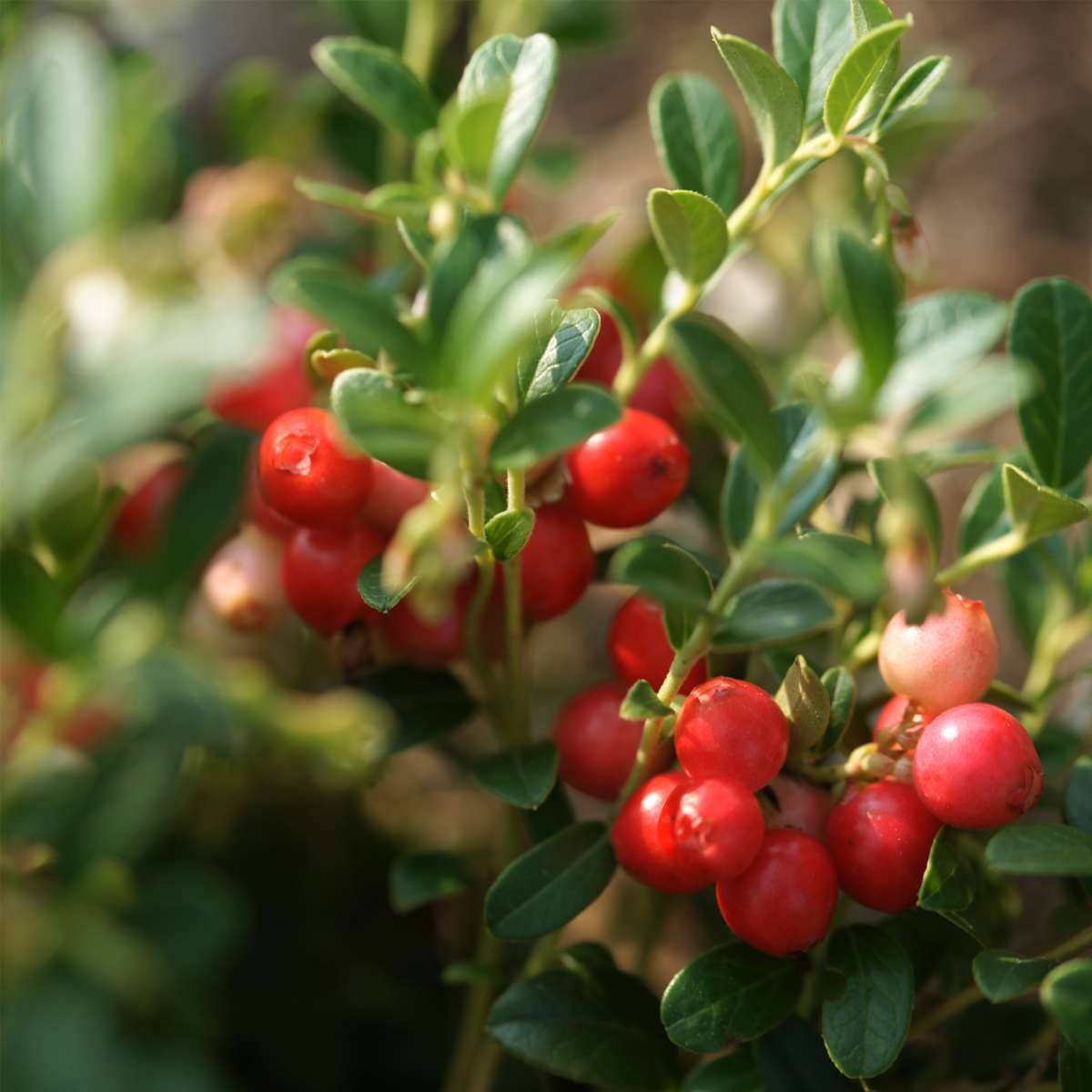 Oasis of Life - Wholesale Live Plant - Fruit Bush Mix – 3 Plants – Goji Berry, Blueberry & Cranberry – Actinidia, Vaccinium – Berry Plants for Garden & Balcony – Hardy & Easy Care – Height 25–40cm – Ø9cm8