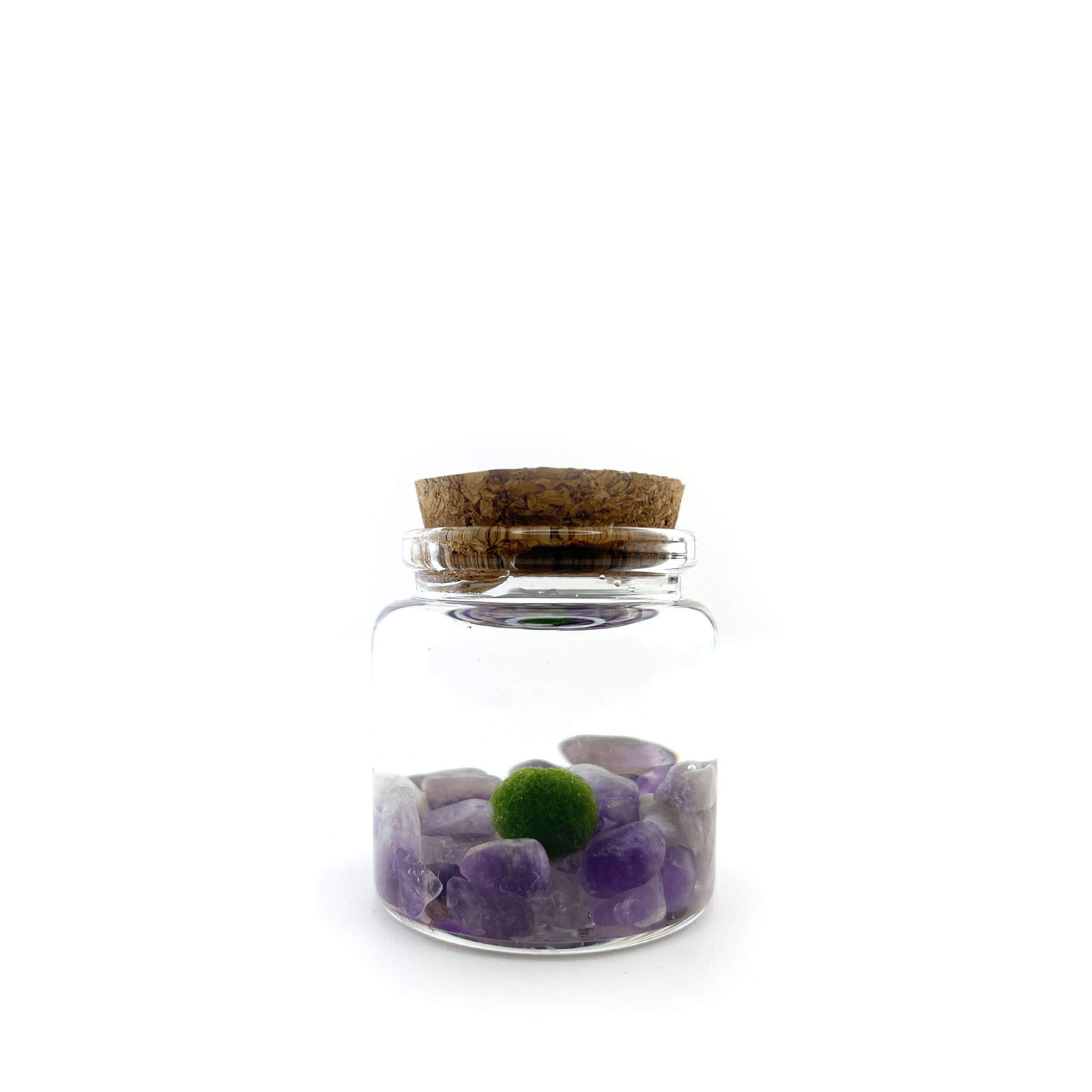 Moss Amigos | Moss Ball Terrariums - Wholesale Live Plant - Small Marimo Moss Ball Terrarium with Amethyst Gemstone1