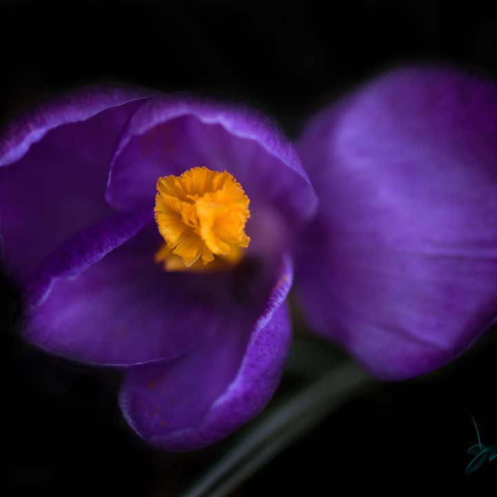 Purple Flower Photography Art Multi Size Wall Decor Print for wholesale by Hope Decor