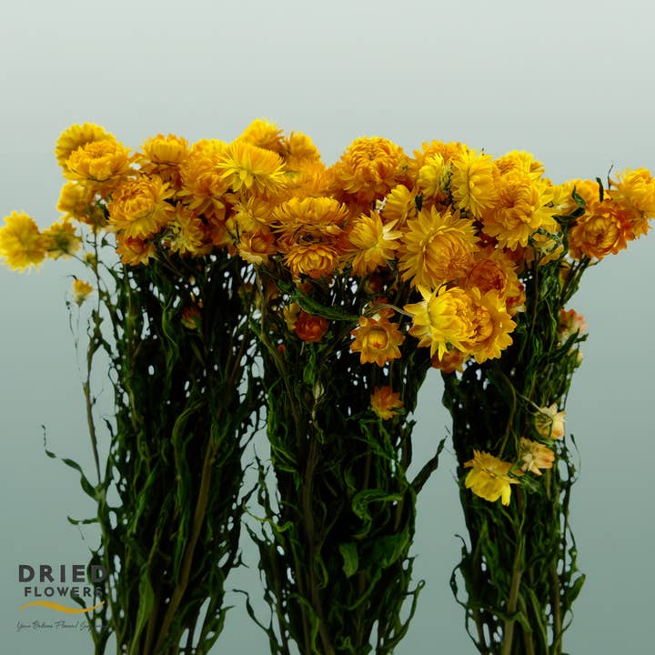 Dried Helichrysum Yellow for wholesale by All Occasions Wholesale