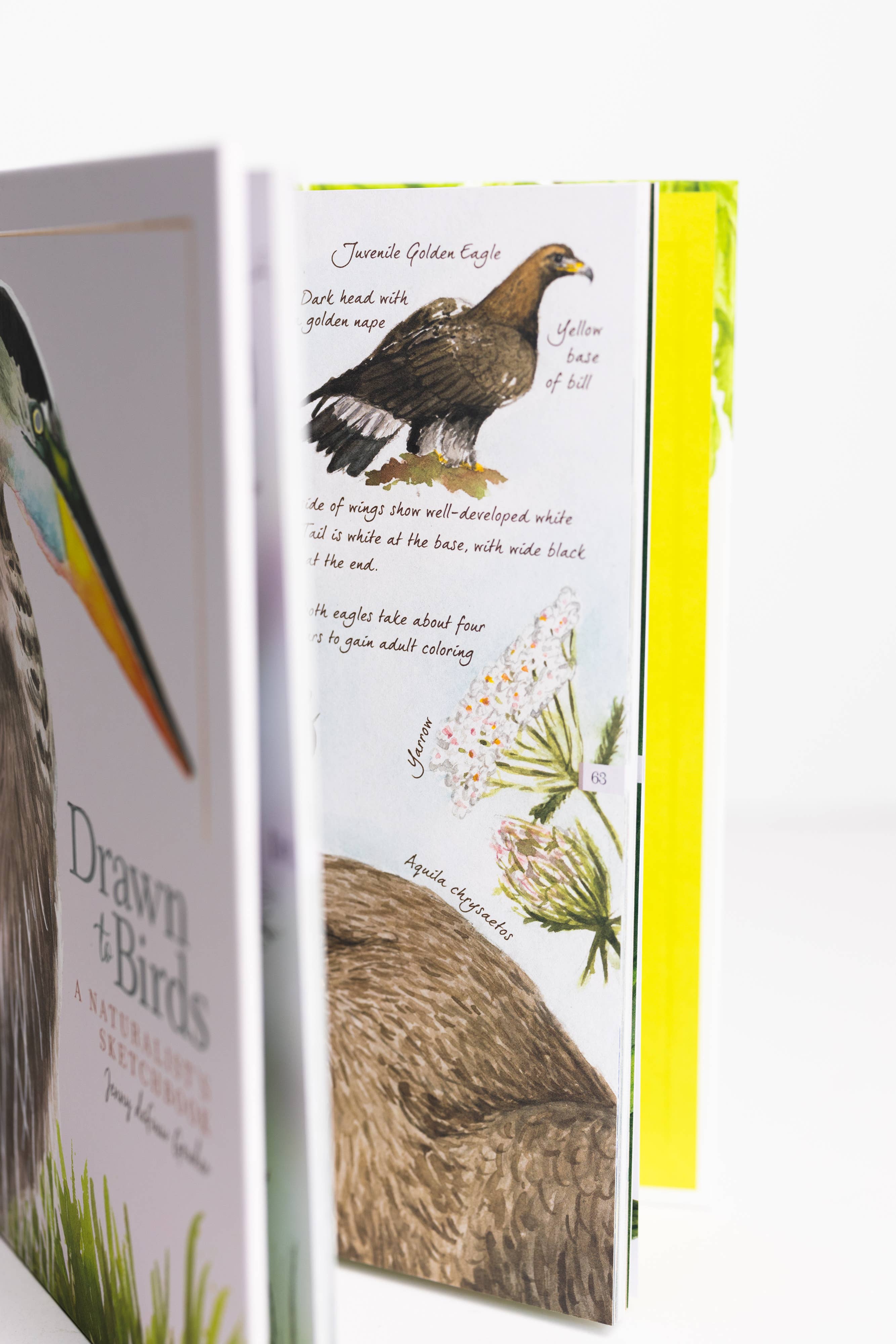 AdventureKEEN - Vente Nature et plein air - Drawn to Birds : Carnet de croquis d'un naturaliste3