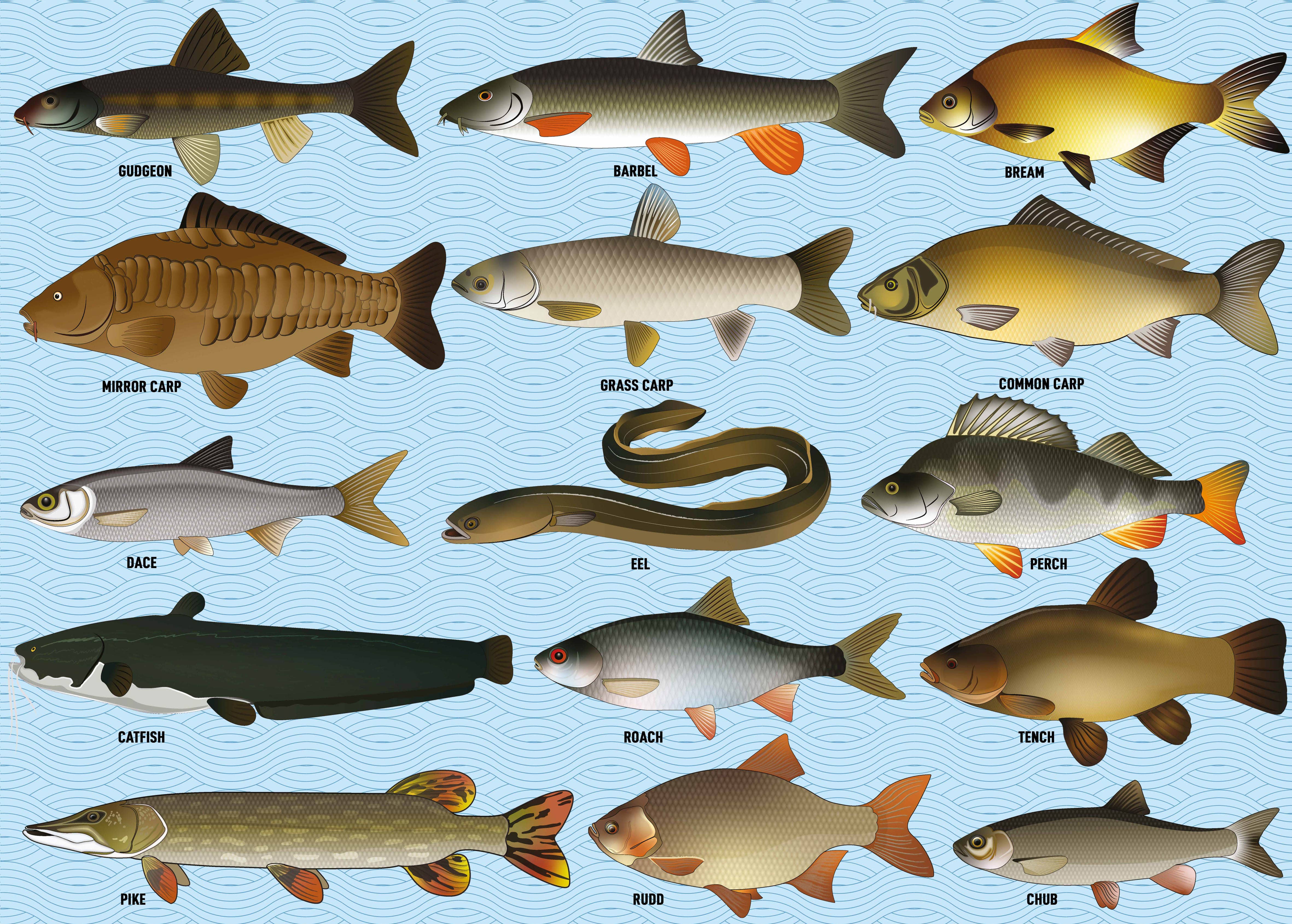 Coach House Partners - Wholesale Puzzel - Volwassene - Coarse Fishing legpuzzel van 1000 stukjes3