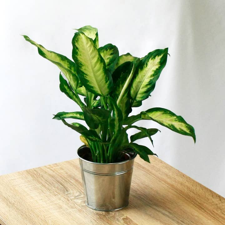 SMPLY - Wholesale Live Plant - Air Purifying Plant Set3