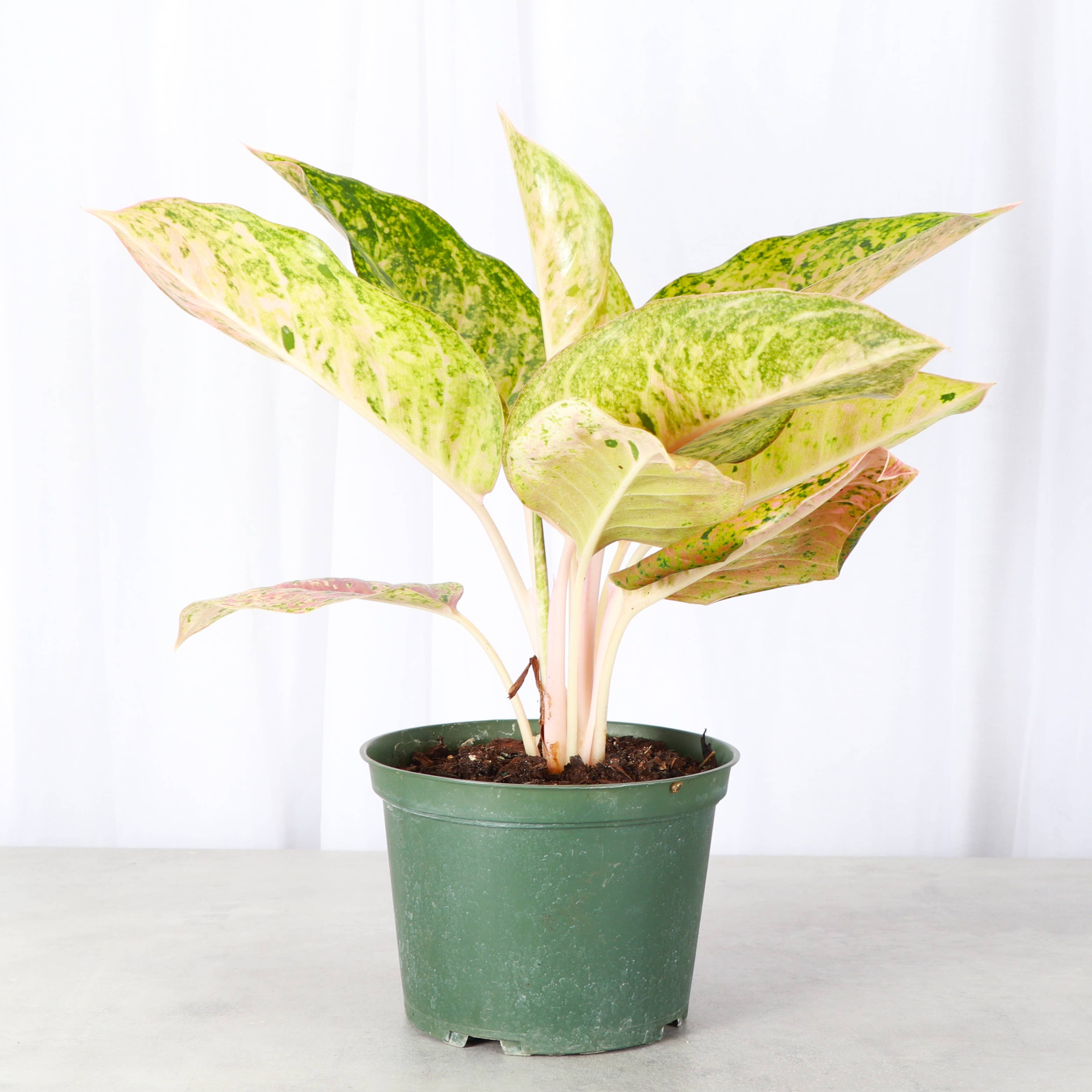 Thorsen's Greenhouse - Vente Plante - Aglaonema Dizzy Diamond - Plante vivante de 6 pouces3