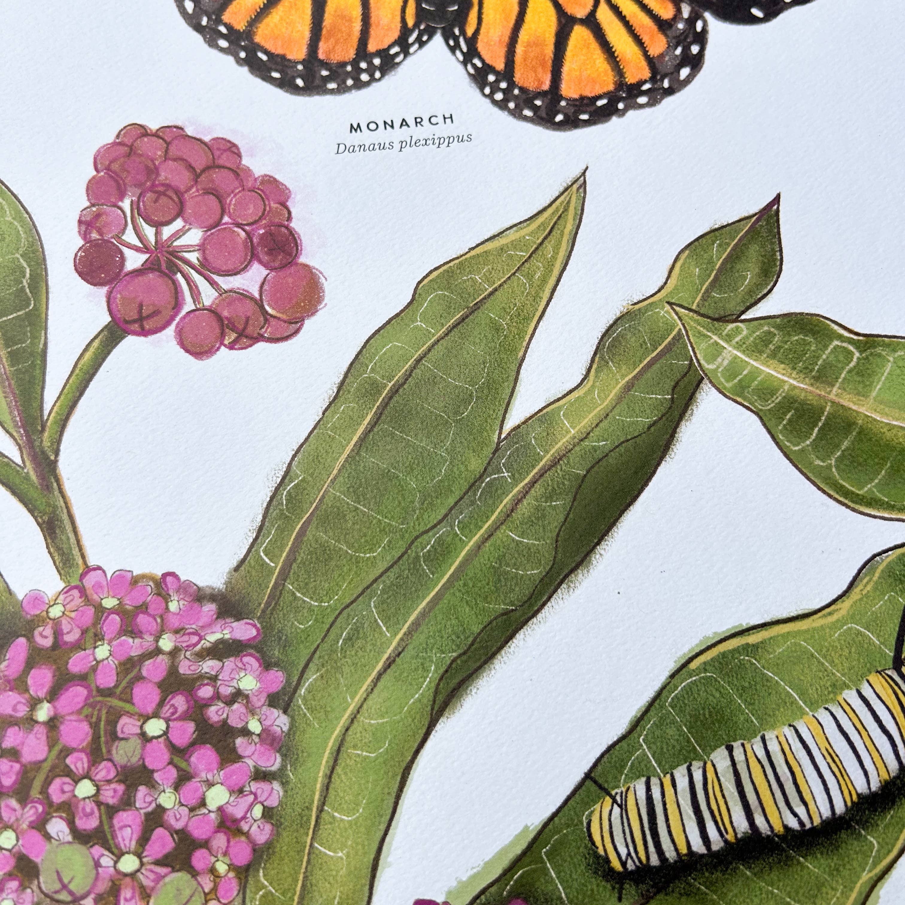 Moss and Mineral - Wholesale Art Print - Monarch and Milkweed Print, Botanical Illustration 5