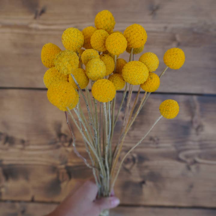 Dried Craspedia Sun Ball Bouquet for wholesale by Gallup Homestead