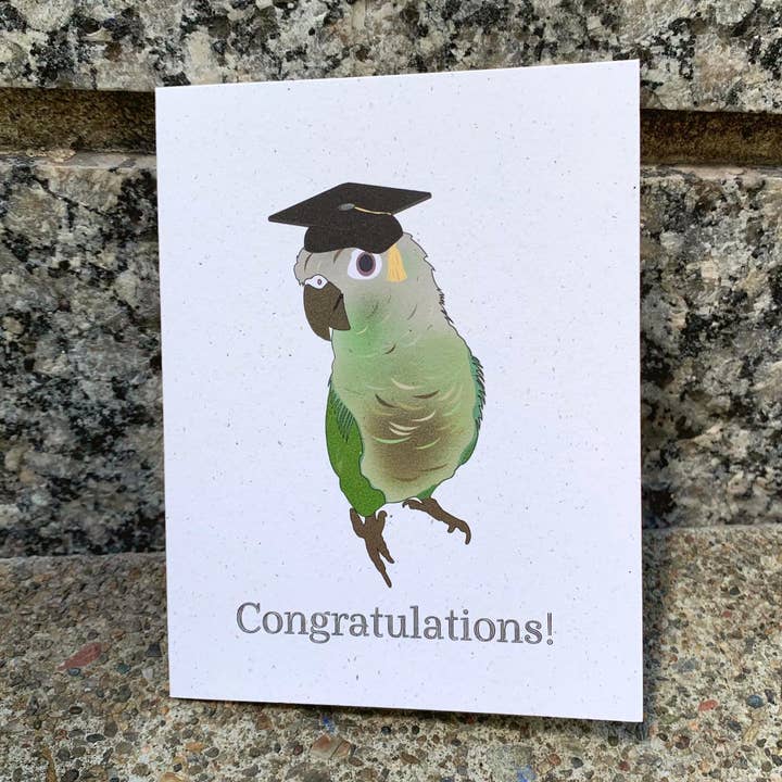 Graduación - Green Cheek Conure para venta al por mayor de Hakuna Matata Vibes