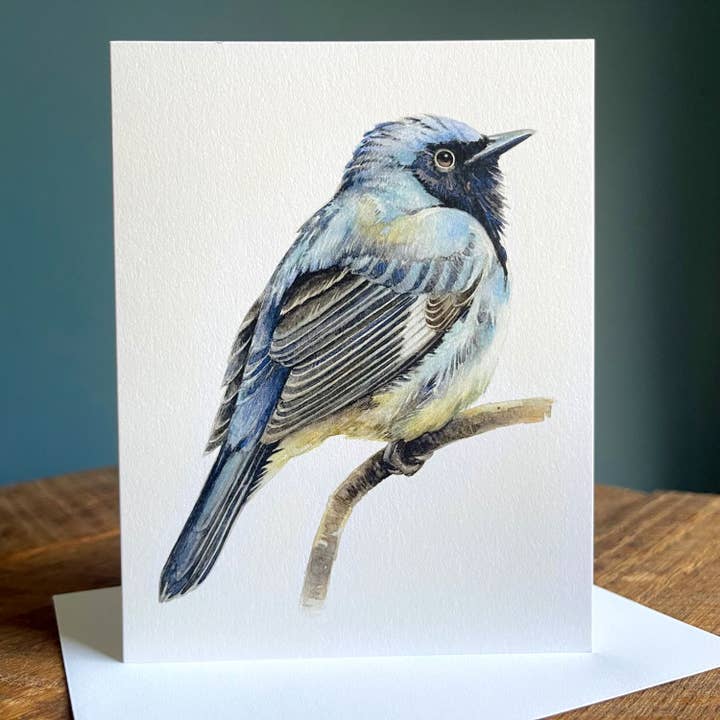 Black-throated Blue Warbler - Blank Note Card for wholesale by Amy Shawley Paquette