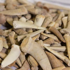 Cold River Mining - Wholesale Decorative Tabletop Object - ENCHODUS FISH FANGS, SABER TOOTH HERRING