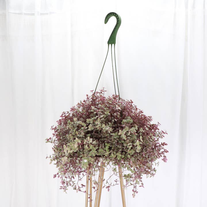 Thorsen's Greenhouse - Wholesale Live Plant - Tradescantia Hanging Basket - 6" Live Plant1