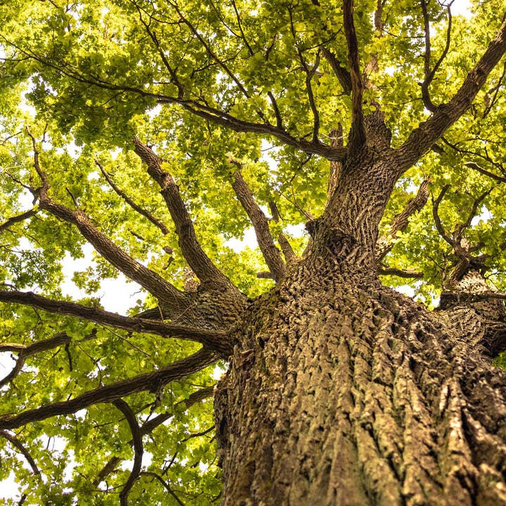 The Creative Company - Wholesale Nature & Outdoors Book - Los robles1