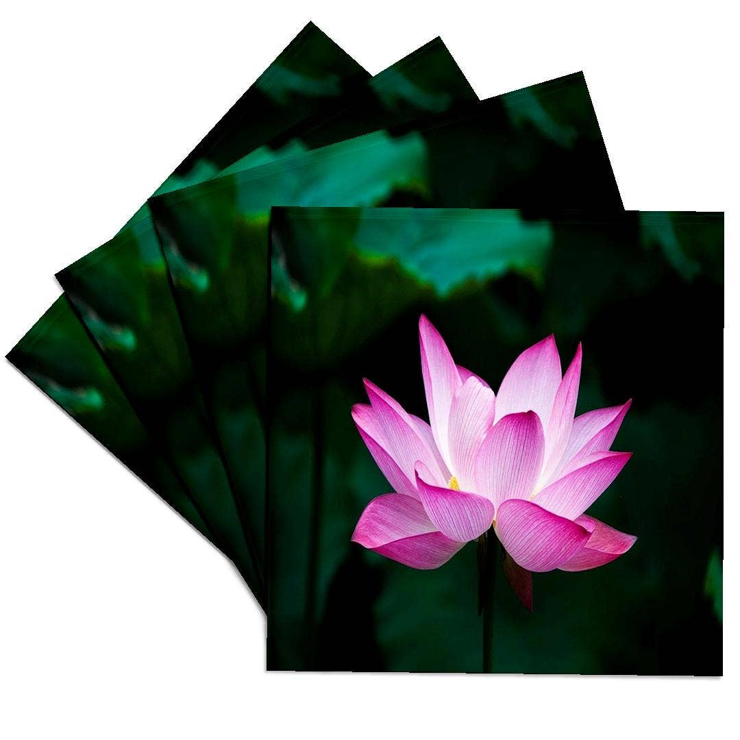 3dRose - Wholesale Coasters - 3dRose, Image of Pink Floating Water Lily, Coaster0