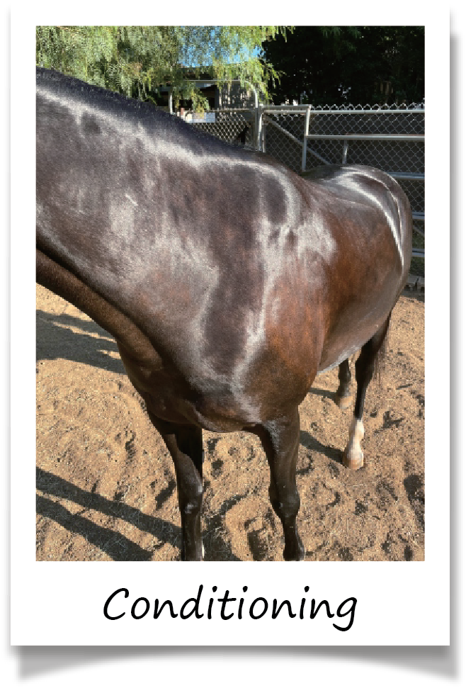 Kensington - Vente Disques de shampoing/shampoings solides - Barre de shampoing entièrement naturelle Bex Bar - paquet de 312