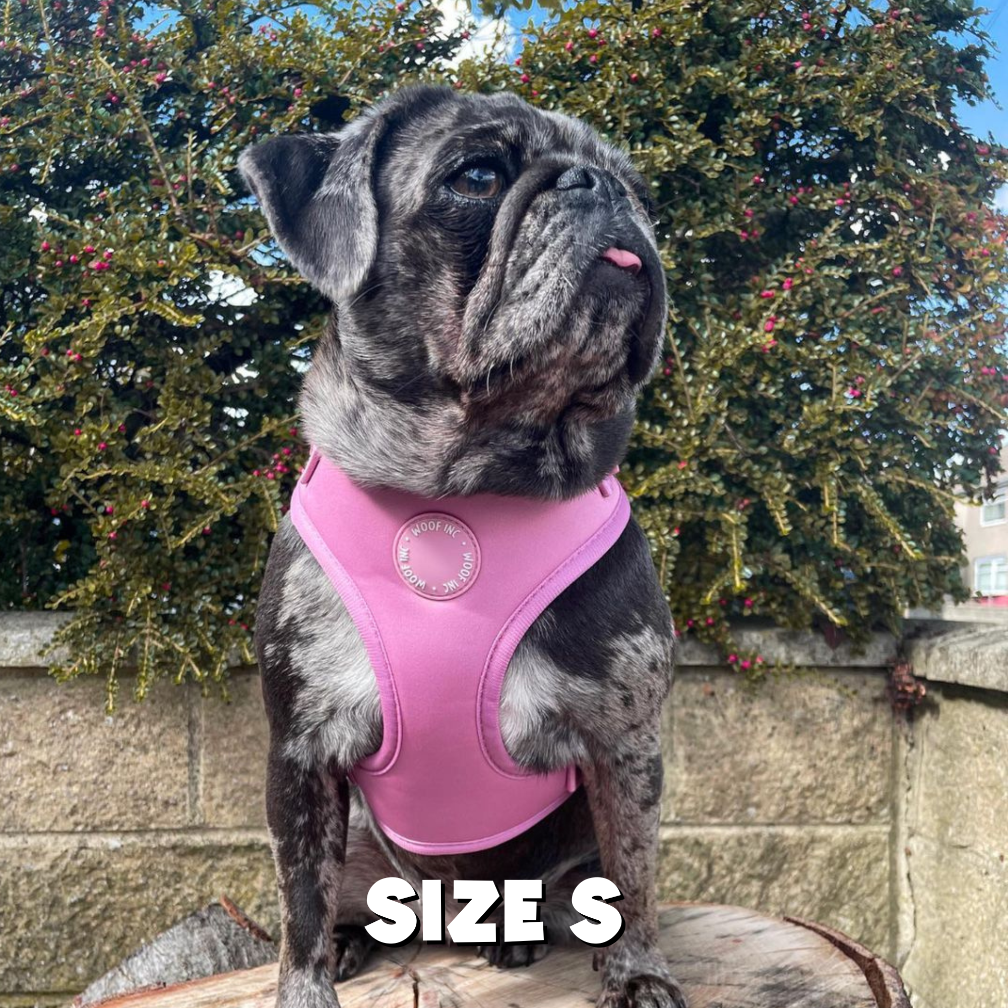 WOOF INC - Wholesale Pet Harness - Dog - Dusty Pink Adjustable Dog Harness8