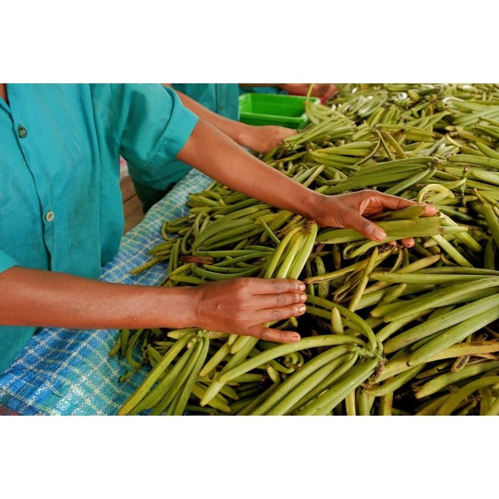 Taste of Paradise - Vendita all'ingrosso Estratti di frutta/alla vaniglia - Baccelli di vaniglia Bourbon Jumbo XXL (25x 20-23 cm) Top Gourmet Qualità - Grado A 100% naturale dal Madagascar6