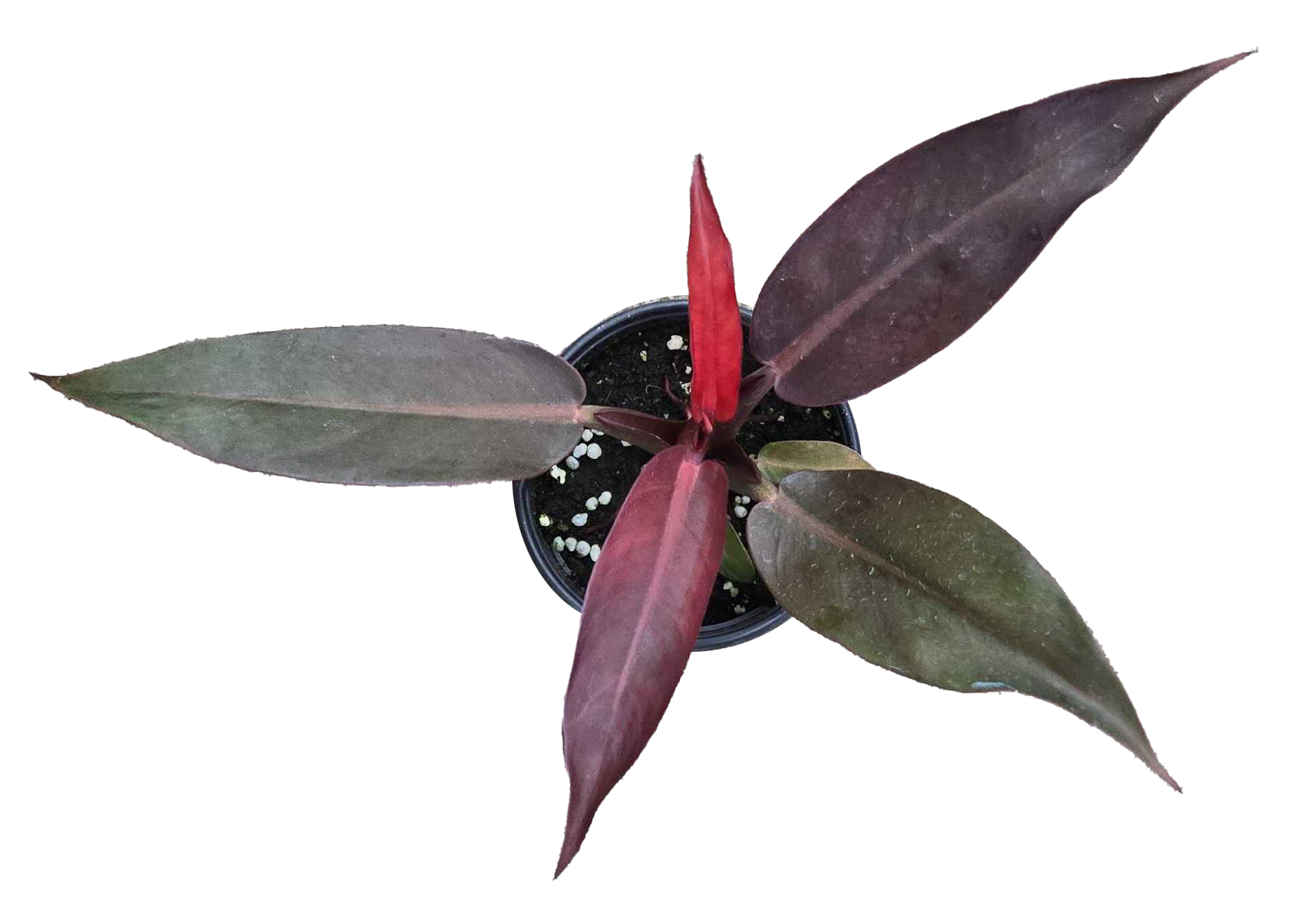 Arcadia Garden Products - Wholesale Live Plant - Philodendron Sun Red 4 inch Grower Pot1