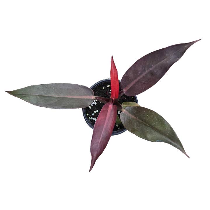Arcadia Garden Products - Wholesale Live Plant - Philodendron Sun Red 4 inch Grower Pot1