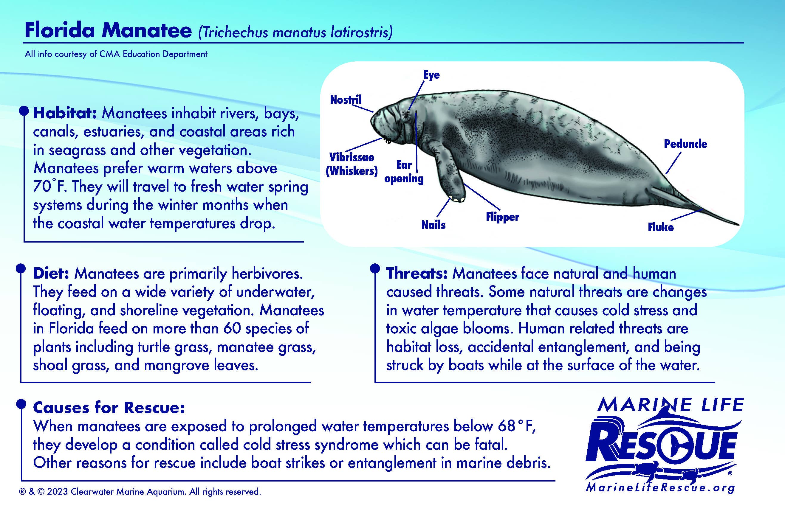 MARINE LIFE RESCUE PROJECT - Venta al por mayor Peluche - Niños y bebés - Peluche de manatí con camilla de rescate4