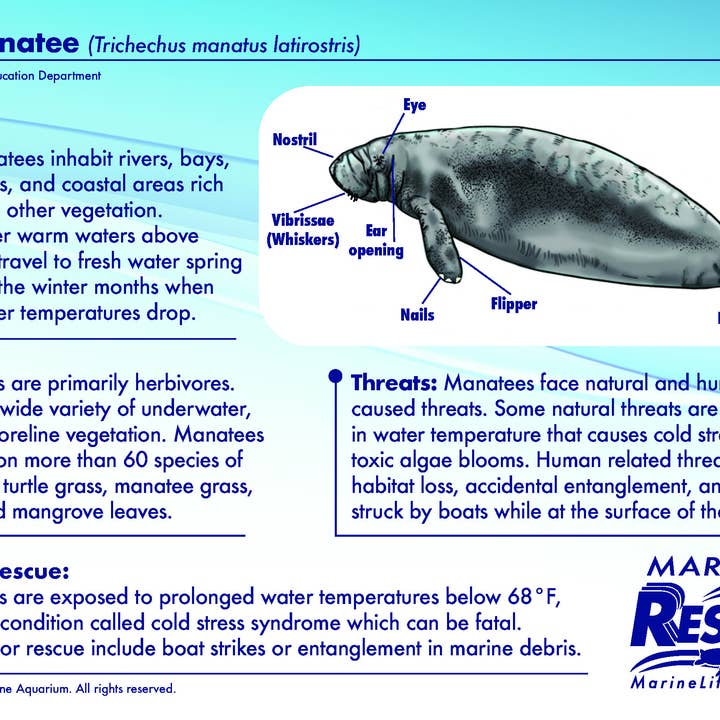MARINE LIFE RESCUE PROJECT - Venta al por mayor Peluche - Niños y bebés - Peluche de manatí con camilla de rescate4