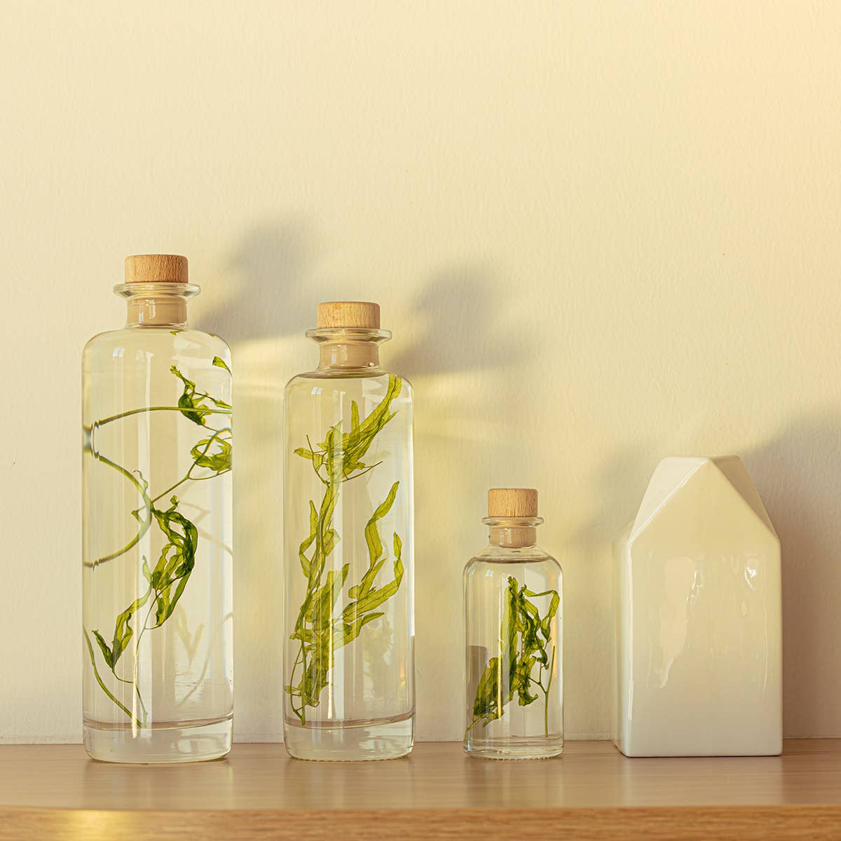 Theophile Berthon - Wholesale Live Plant - The Herbarium Aquatic algae - submerged plant9