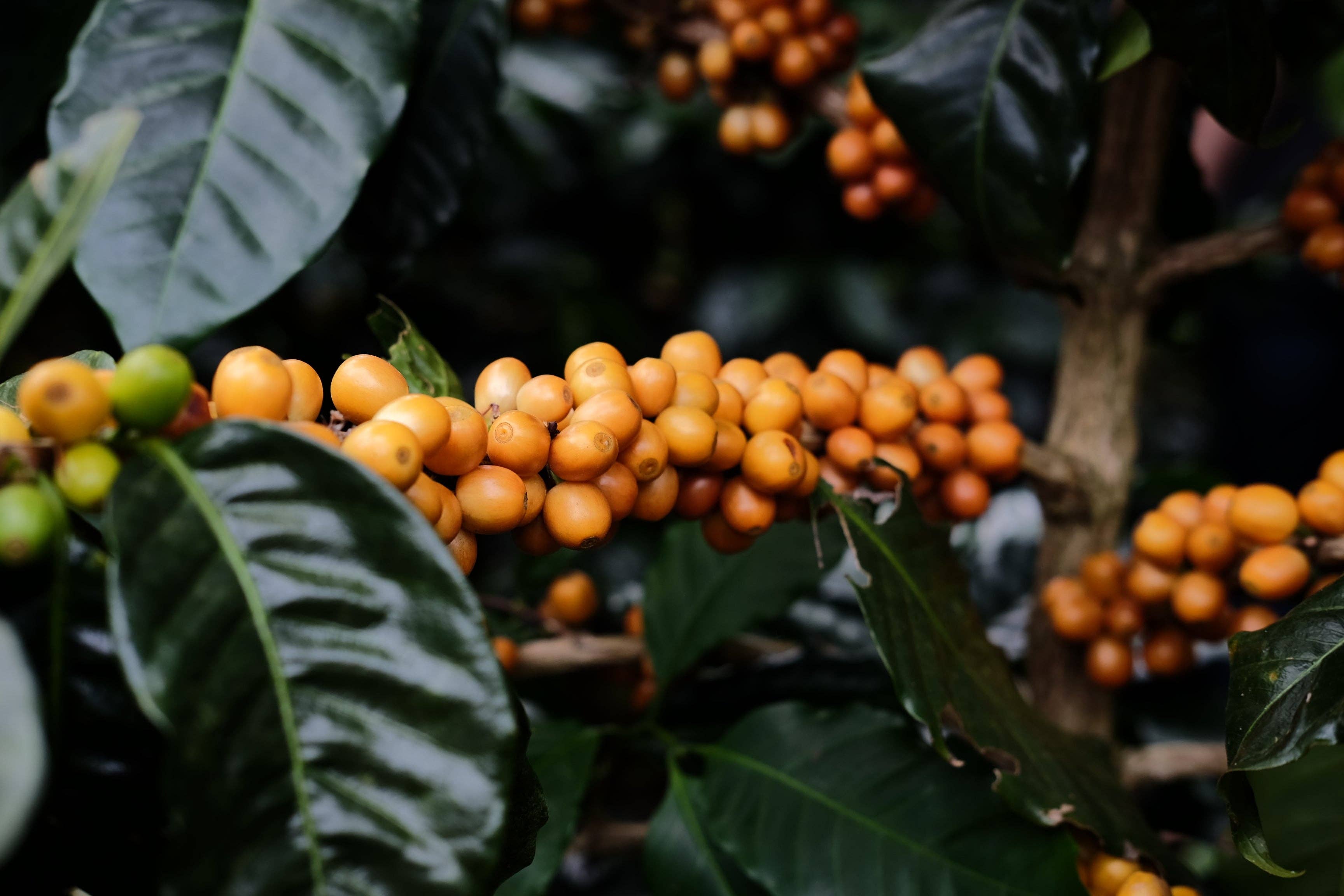 Paso Paso - Farmer Owned Coffee - Wholesale Coffee Beans - Nicaragua - Silvio Sánchez - Catuai Natural13