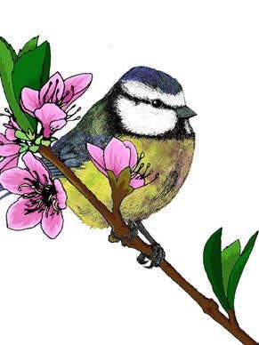 Blue Tit og Cherry Blossom lykønskningskort 14x14cm (blank indeni) for engroshandel hos On The Wall Art Ltd