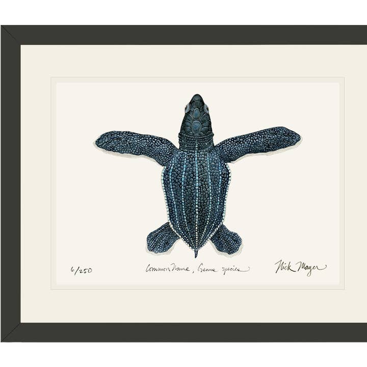 Impresión de Edición Limitada de Tortuga Laúd Recién Nacida - NUEVO para venta al por mayor de Nick Mayer Art