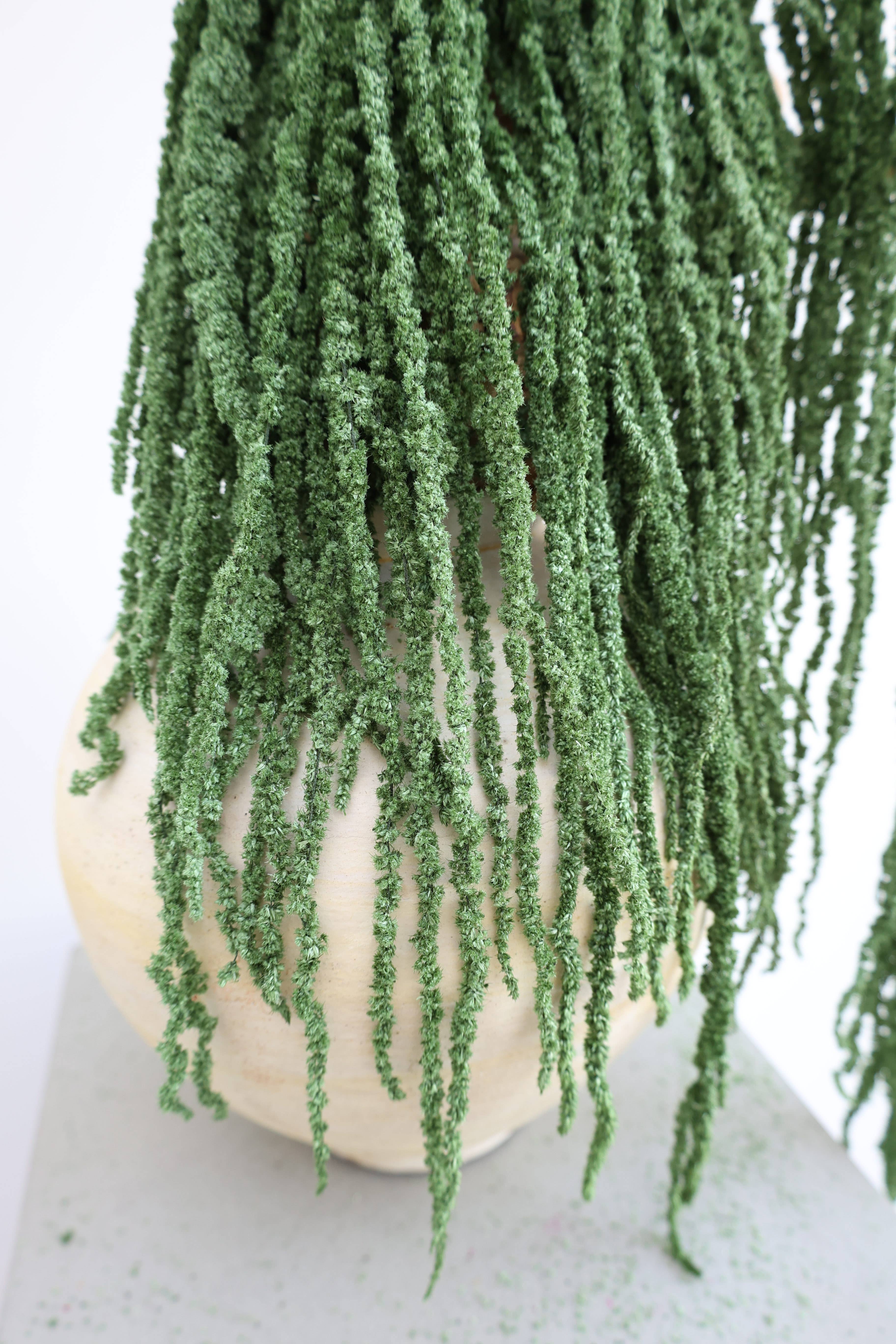 FlowerFantaSee – Großhandel Getrocknete/gepresste Blumen – Konservierter Amaranthus2