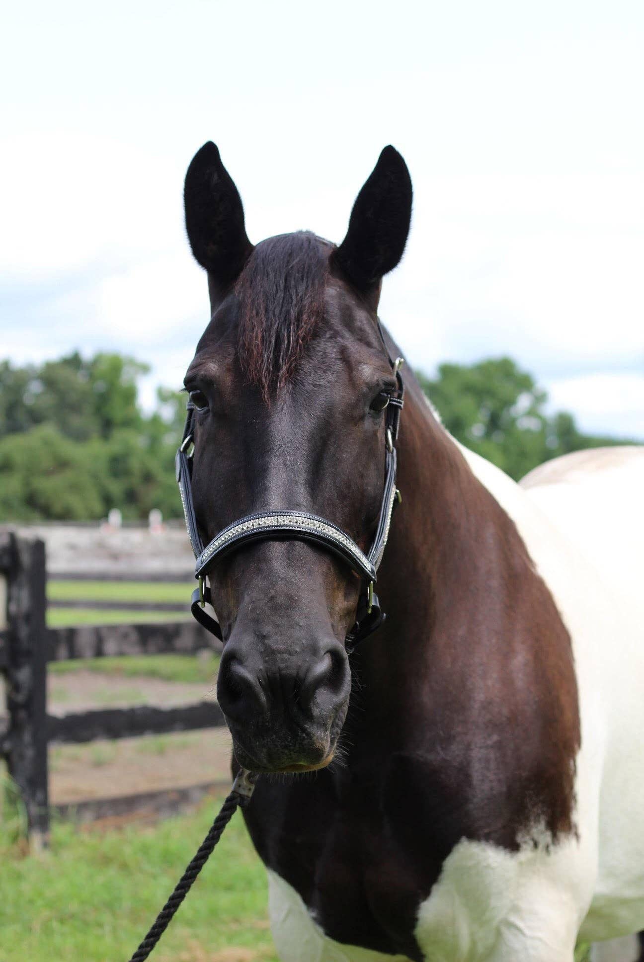 JPC Equestrian - Wholesale Horseback Riding Gear - Henri de Rivel Padded Jewel Halter - Horseback Riding Gear9