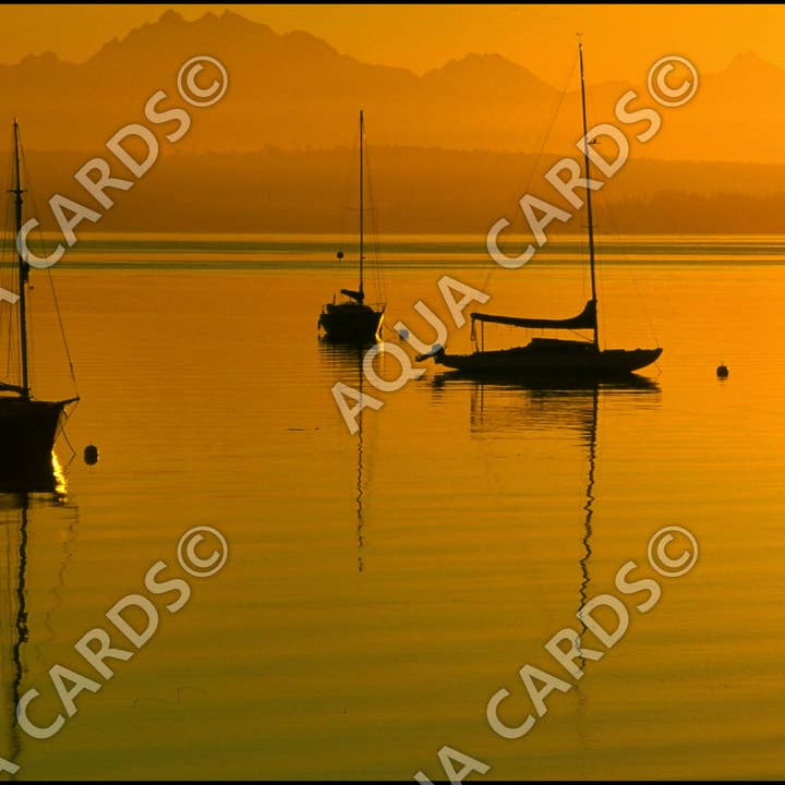 1050 - Tarde tranquila para venta al por mayor de Aqua Cards