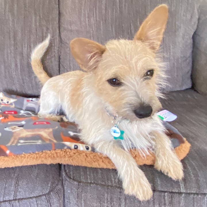 Handmade Pet Bed/Mat Cute Puppy Print for wholesale by Screaming Pickles