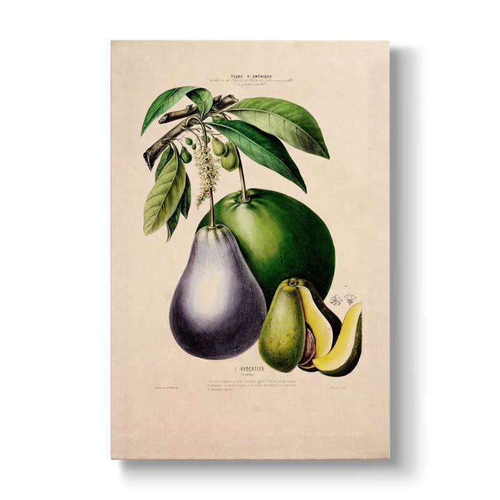 Persea gratissima - Botanical Print for wholesale by La Bouquetiere French Collections