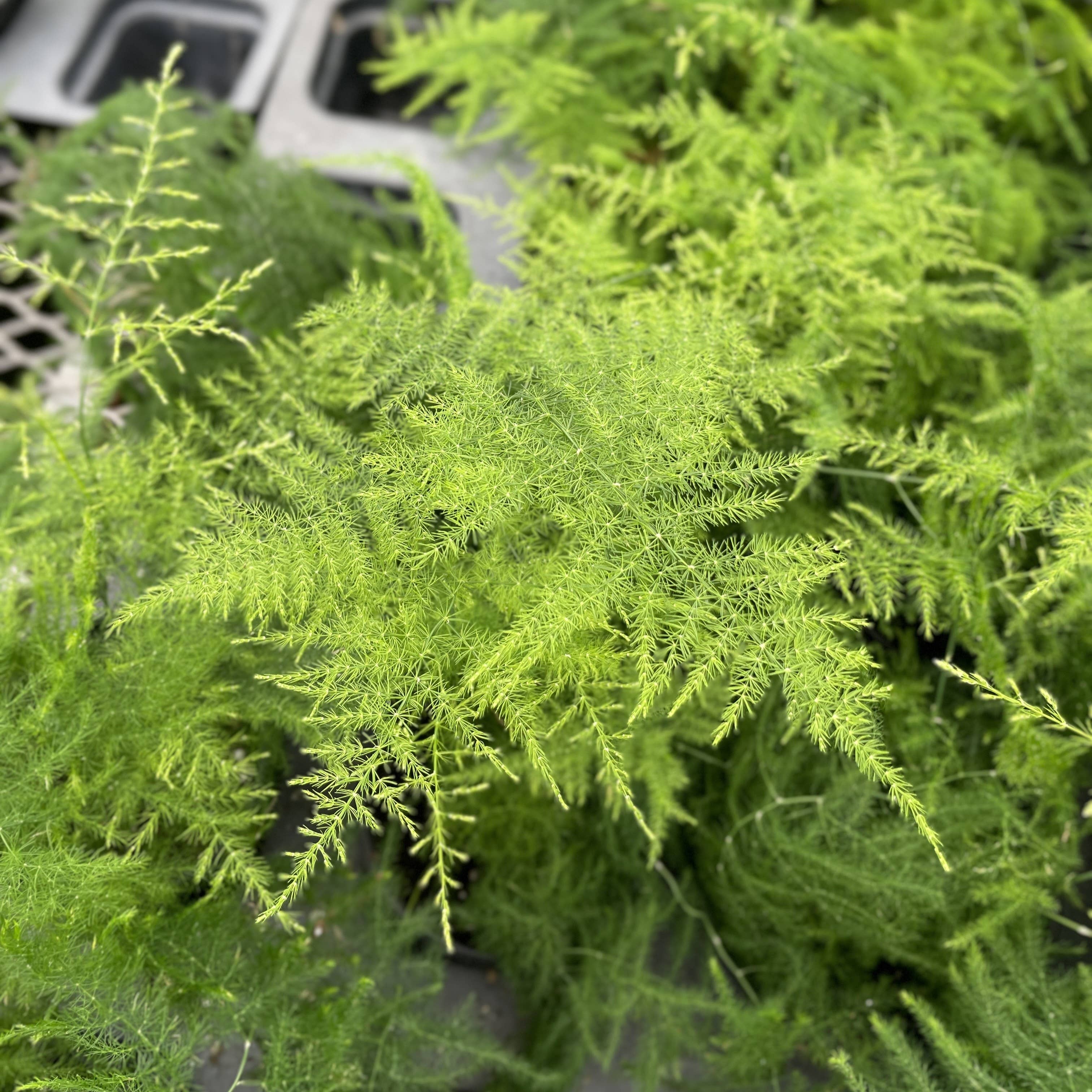 Thorsen's Greenhouse - Wholesale Live Plant - Asparagus Fern - 4" Live Plant1