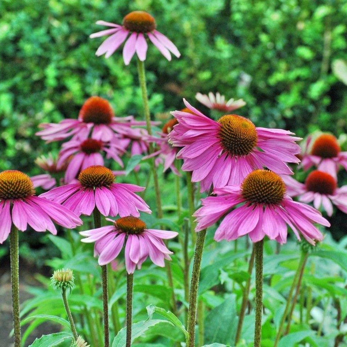 Sow the Magic - Wholesale Plant seeds - Strength in Echinacea Flower Tarot Seed Packet4