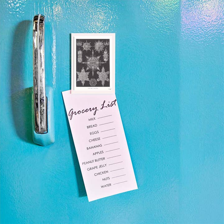 Found Image Press - Wholesale Magnet - Magnet SE-143 Acanthophracta. Wunderstrahlige1