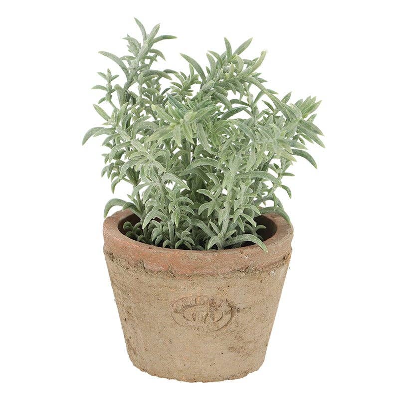 NACH - Wholesale Plant Pot - Thyme in At Pot S0