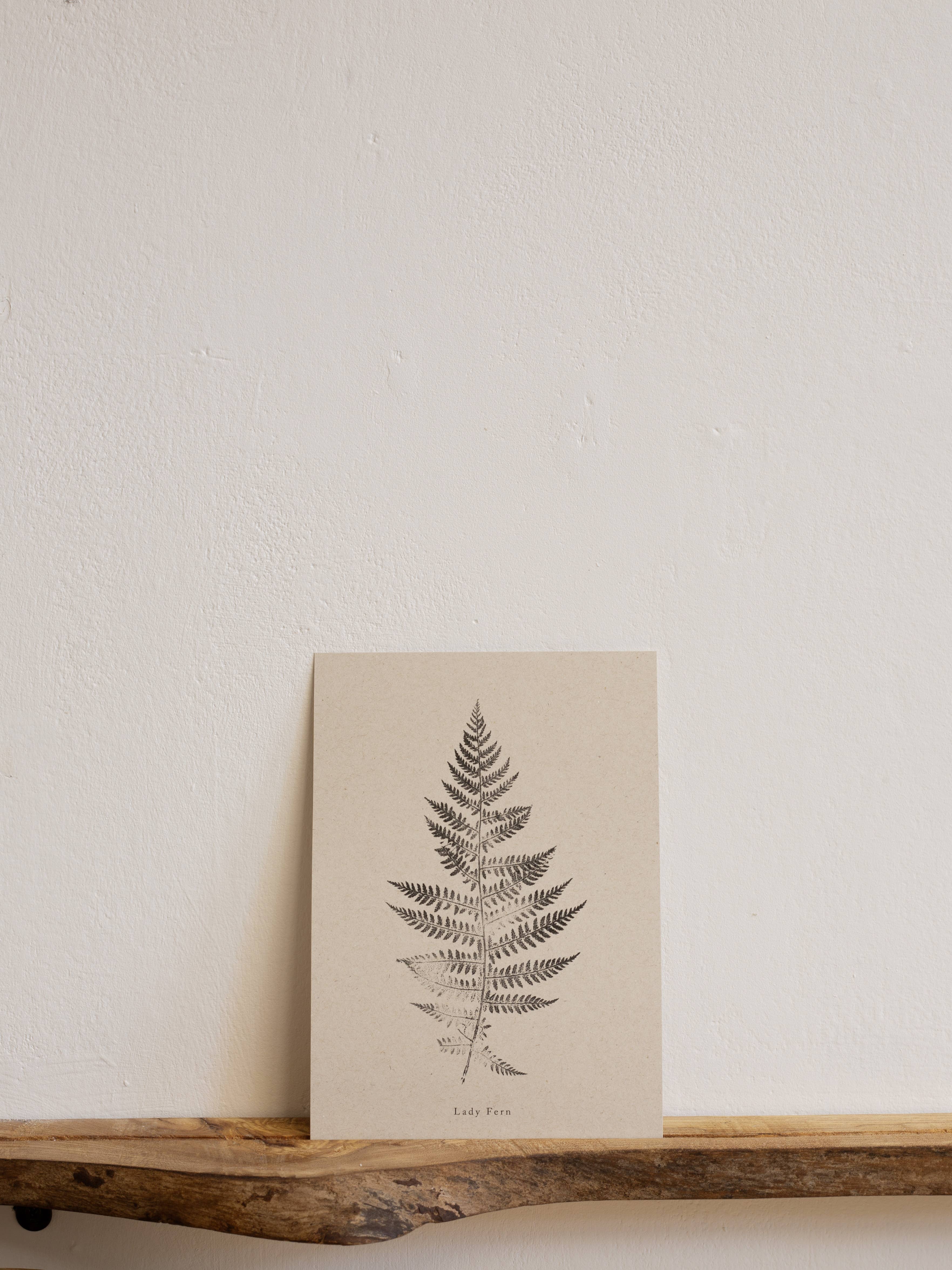 Alicia Breakspear - Wholesale Art Print - Fern Print - Botanical Art Print A5 A4 A3 Lady Fern 11