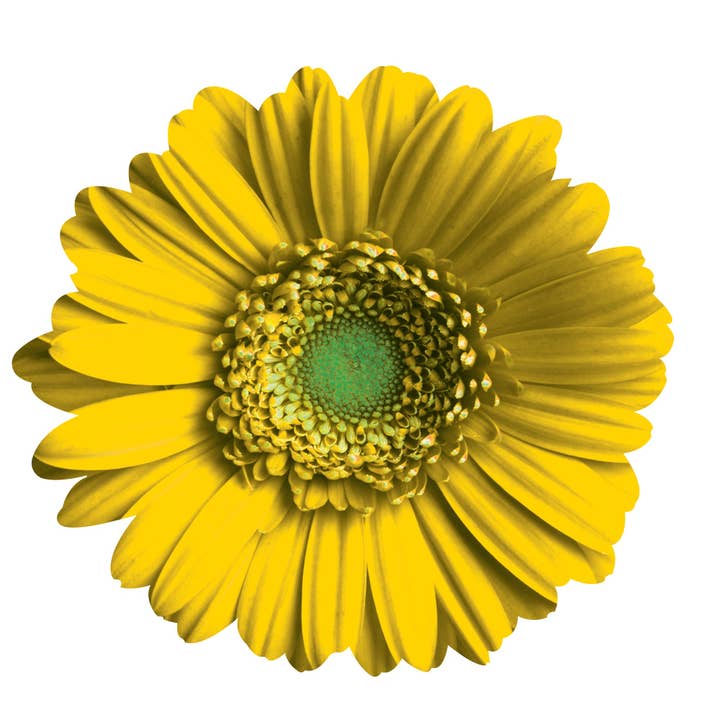 Next Innovations - Wholesale Wall Accent - Gerber Daisy Wall Art