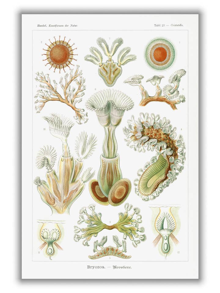 Bryozoa-Moostiere di Ernst Haeckel per la vendita all'ingrosso da parte di Stanley Print House