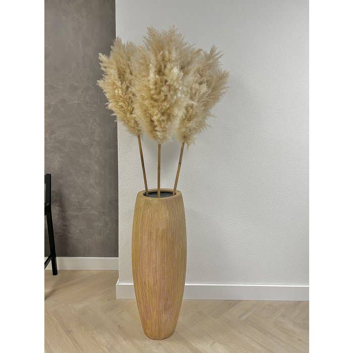 PAMPASKONING – wholesale Dried/pressed flowers – Maxima Dried Pampas Grass