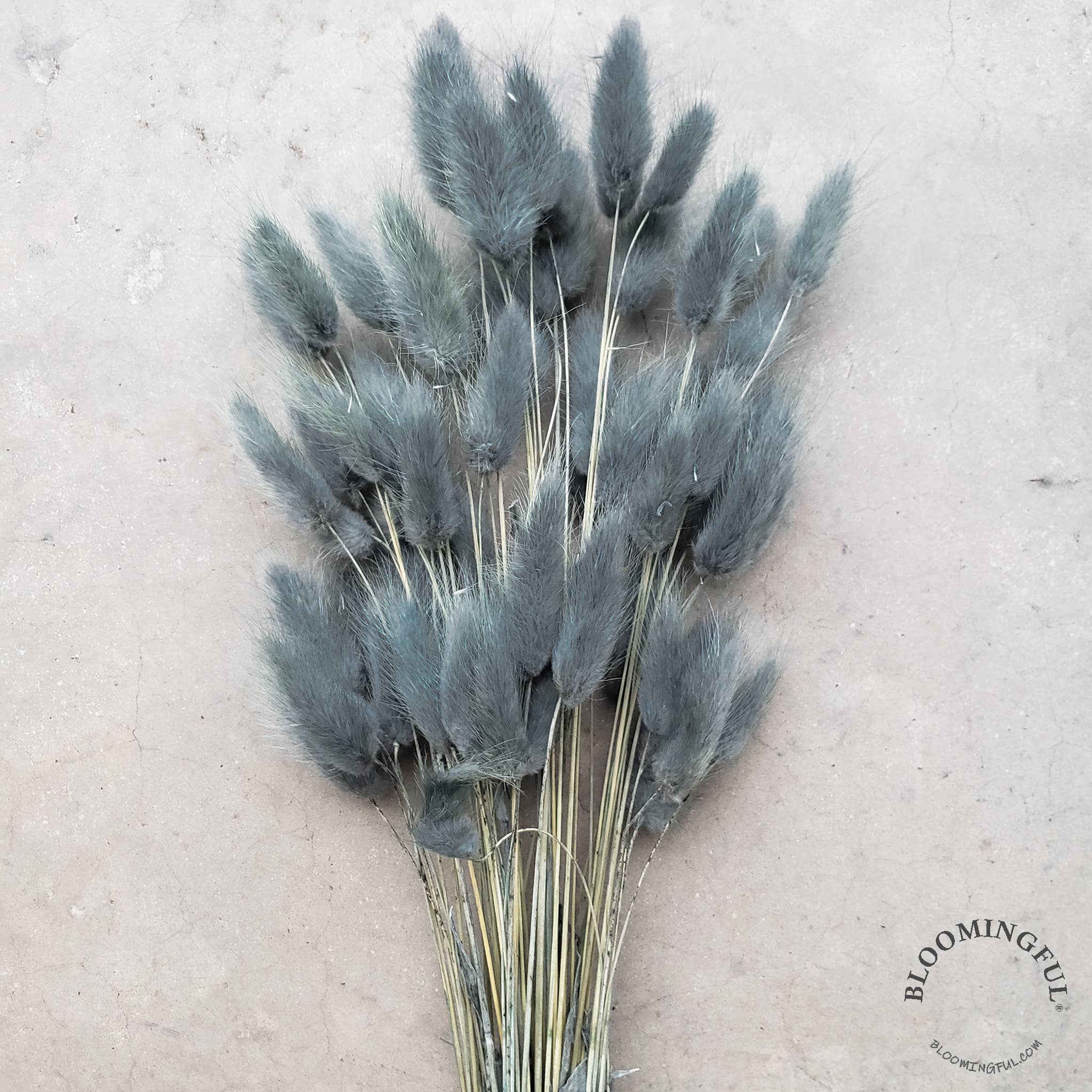BLOOMINGFUL.COM - Wholesale Dried/Pressed Flowers - Dried Bunny Tails, 50-60stems - Grey, Dusty Blue-Gray (117)1