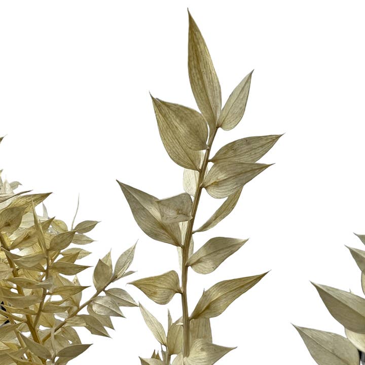 2626 Designs - Vendita all'ingrosso Piante artificiali - Ruscus conservato, lungo 22-24 pollici14