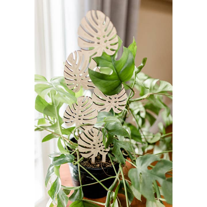 PlantsNsht - Venta al por mayor Enrejado - Escaladora de la Planta Monstera enrejado