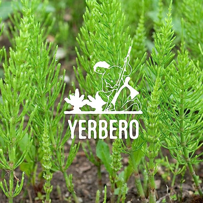 YERBERO - Wholesale Loose Tea - Yerbero - Premium Loose Horsetail Tea 2oz (58gr) | Cola De Caballo Te Herbal | Makes 30+ Cups | Shave Grass - Snake Grass |0