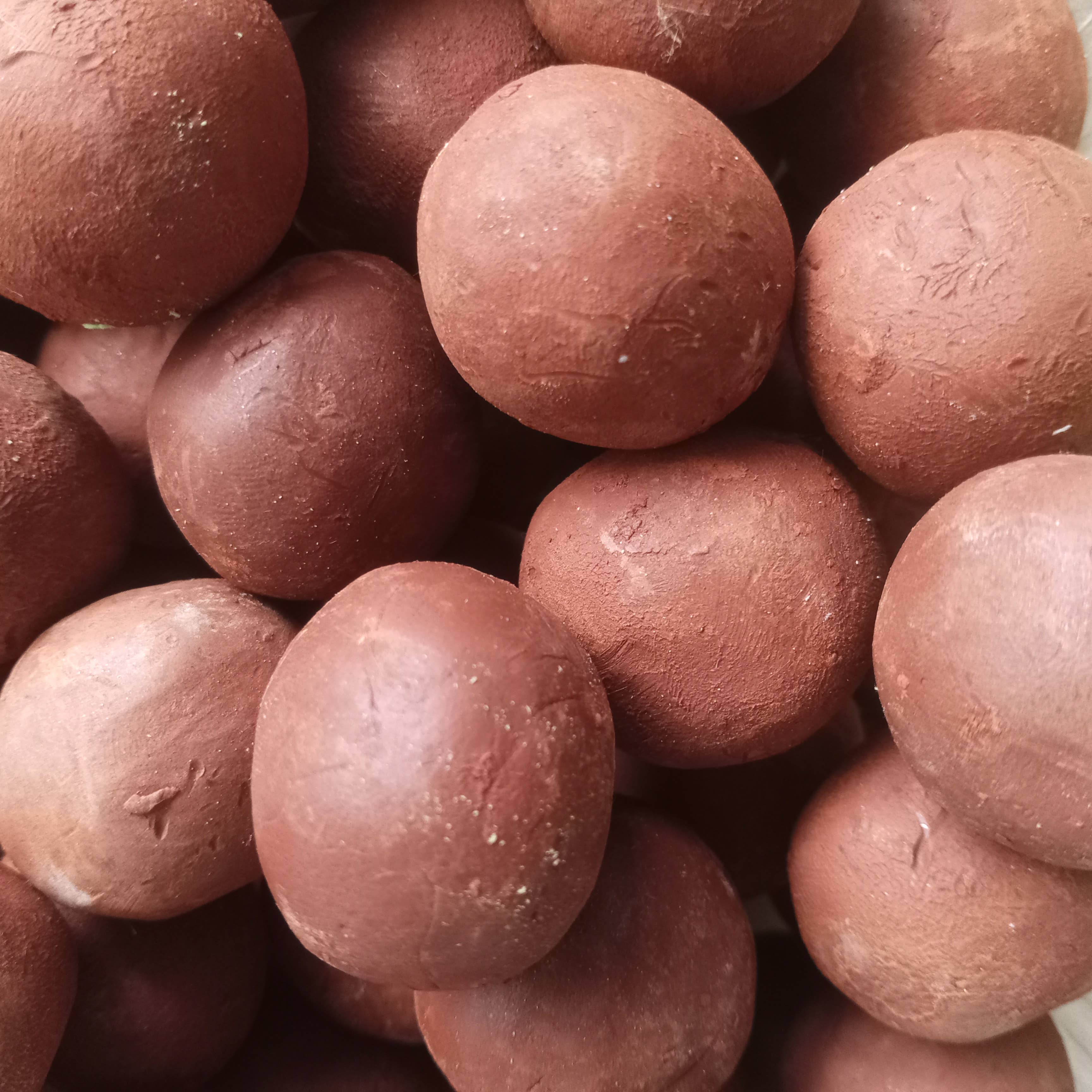 Sementes de Portugal - Wholesale Plant Seeds - Seed Pumps4