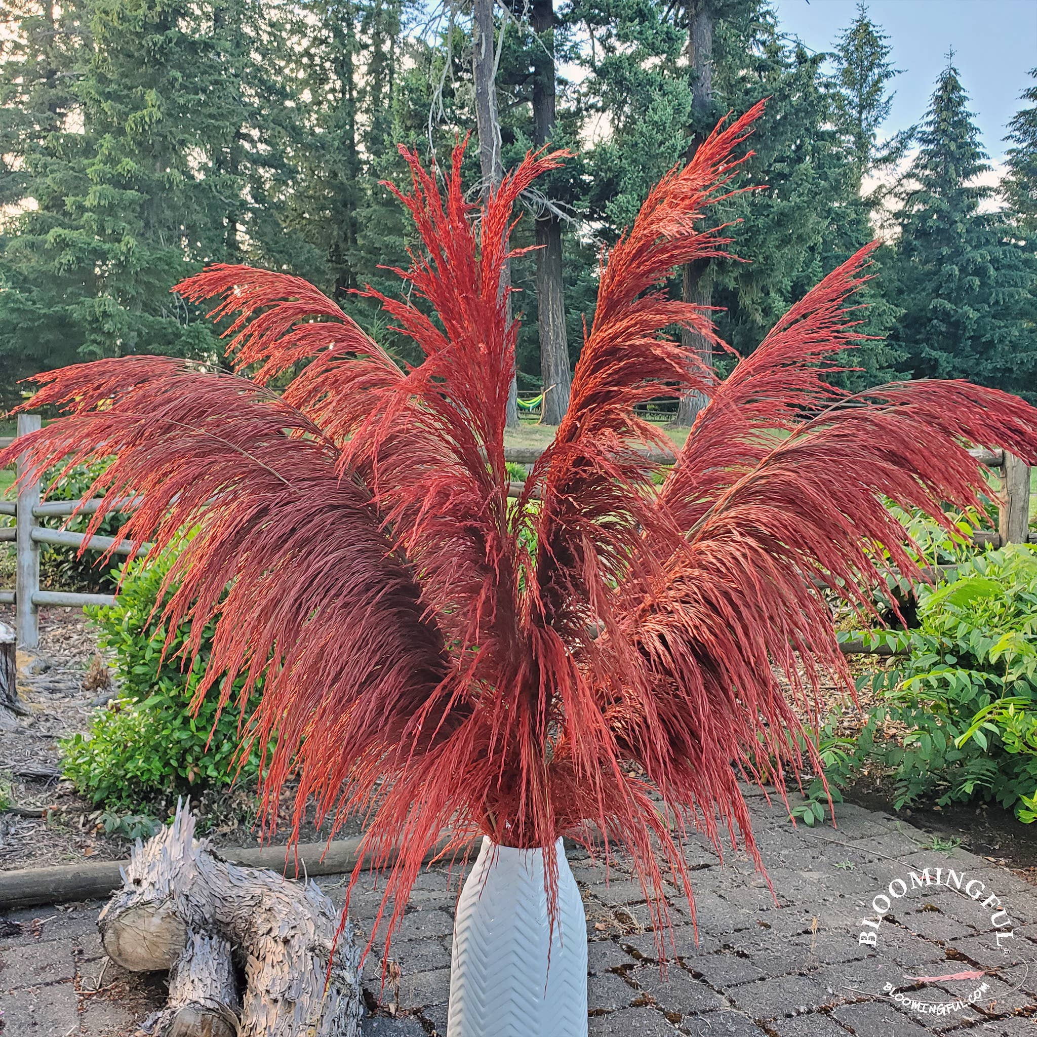 BLOOMINGFUL.COM - Wholesale Dried/Pressed Flowers - No-Shed Silky Large Pampas (3-4ft) - Deep Rust Red (706)2