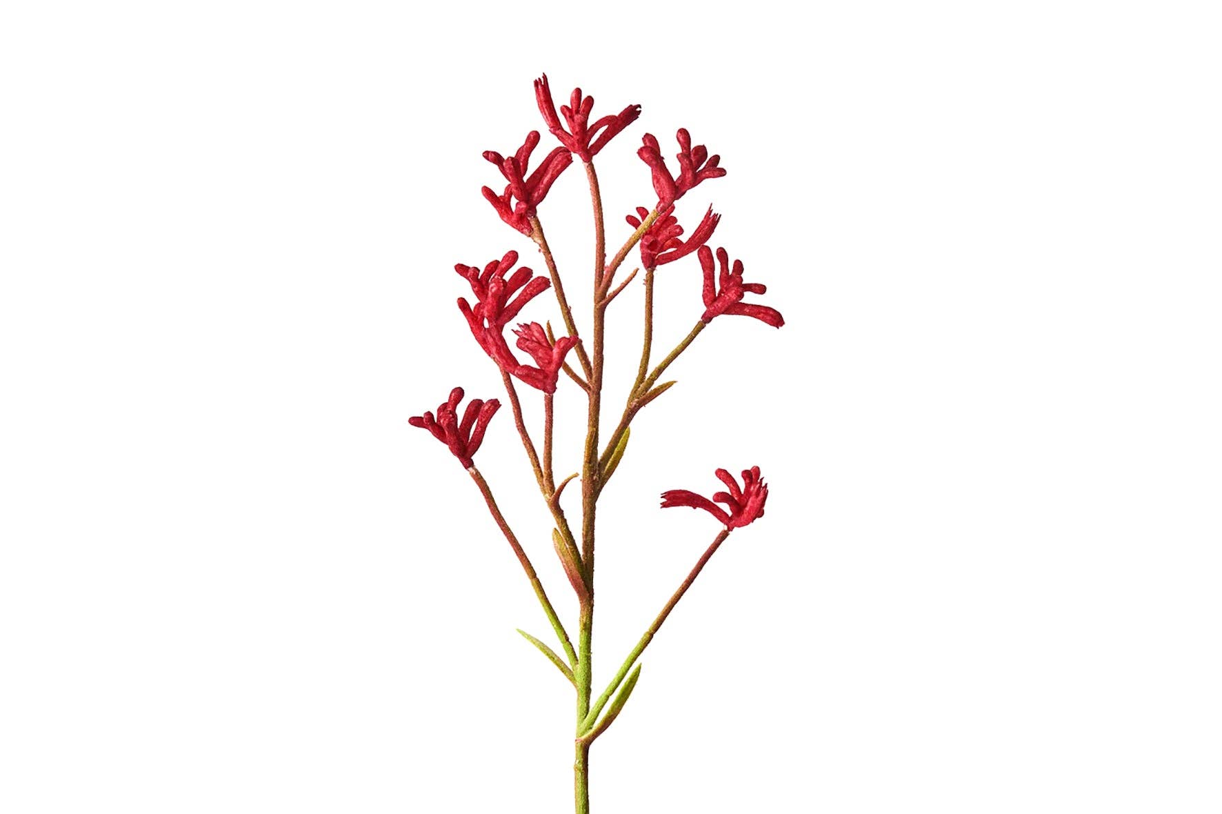 Urban Greens - Wholesale Plant seeds - Urban Greens Australian Native Kangaroo Paws Grow Kit3