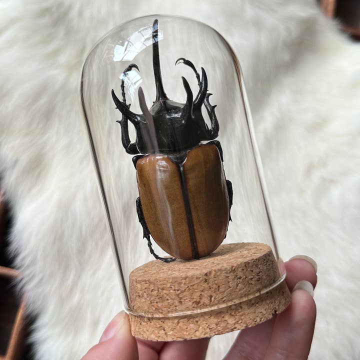 Oracle Natural Science - Vente Décorations de table - Dôme à insectes (Style 3)1
