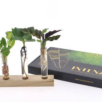 Oasis of Life - Wholesale Live Plant - Mailbox Package Hydroponics – Ø7cm – ↕10cm – Low-Maintenance Water Plants – For Home & Office – Clean & Sustainable0