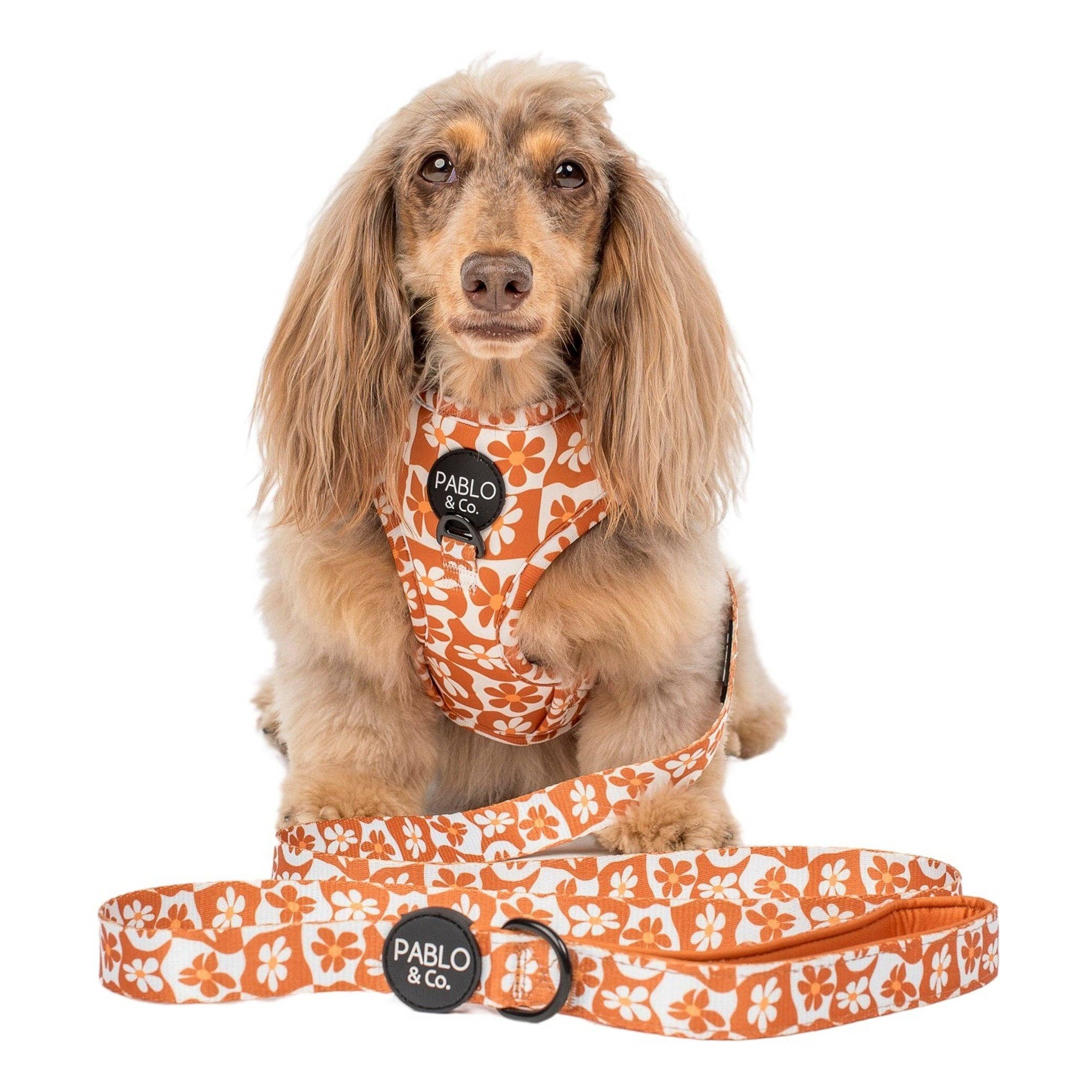 Wholesale Retro Dazie: Dog Leash for your store - Faire